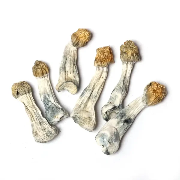 Purple Mystic Raw Psilocybe cubensis mushrooms 5 grams for research use