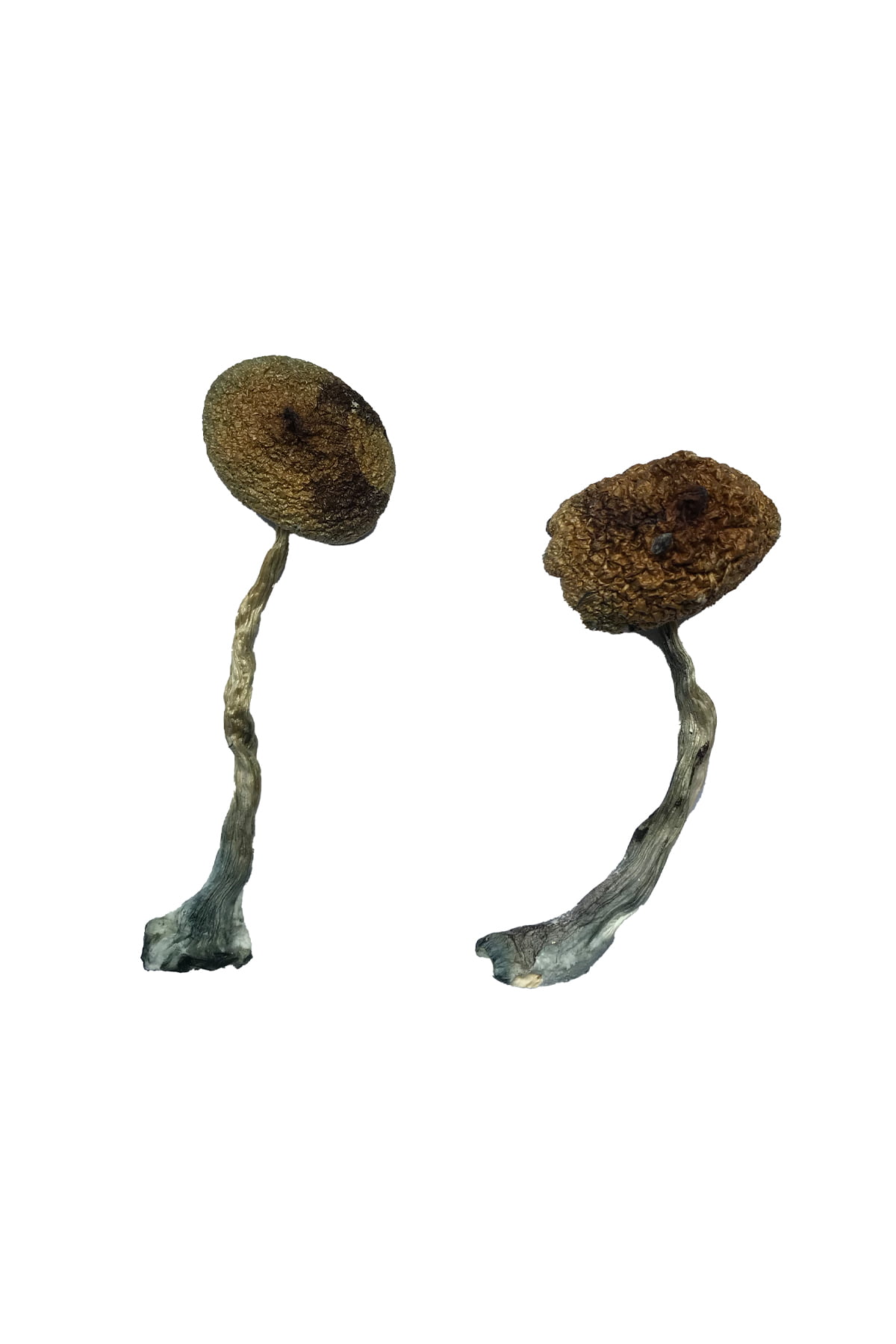 costa-rican-magic-mushrooms.jpg