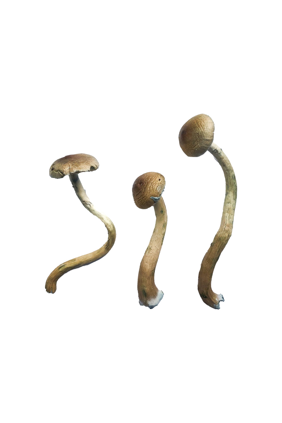 golden-teacher-special-magic-mushrooms.jpg