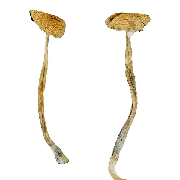 Nepal Chitwan Magic Mushrooms