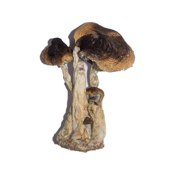 Buy South American Magic Mushroom for Psychedelic Use USA & Europe