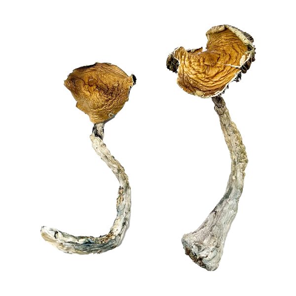 Buy Tidal Wave Magic Mushroom for Psychedelic Use USA & Europe