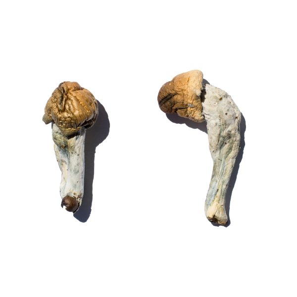 Buy Trans Envy Magic Mushroom for Psychedelic Use USA & Europe