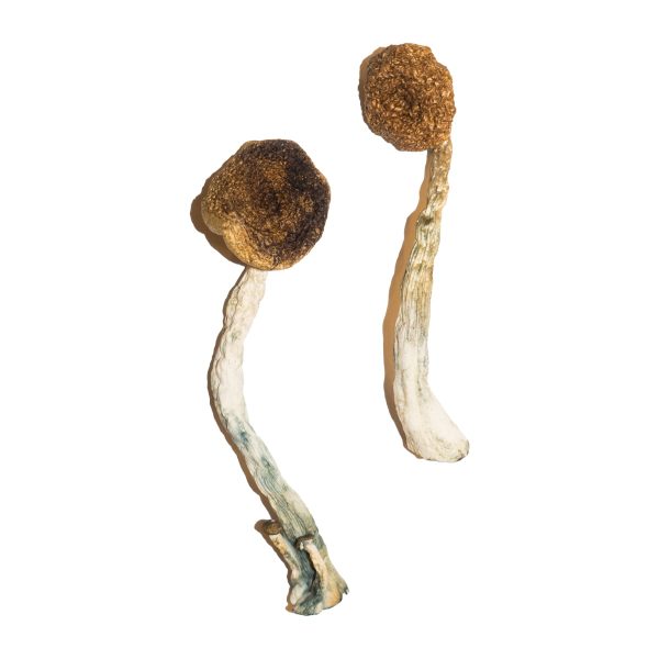 Buy Treasure Coast Magic Mushroom for Psychedelic Use USA & Europe