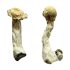 Buy Trinity Magic Mushroom for Psychedelic Use USA & Europe