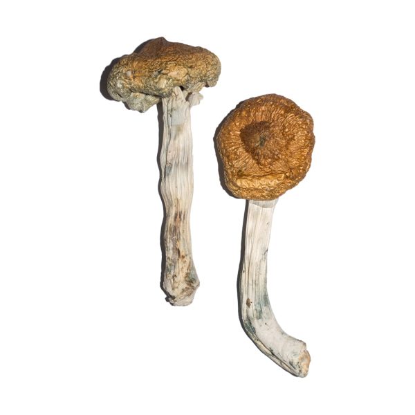 Buy Vietnamese Magic Mushroom for Psychedelic Use USA & Europe