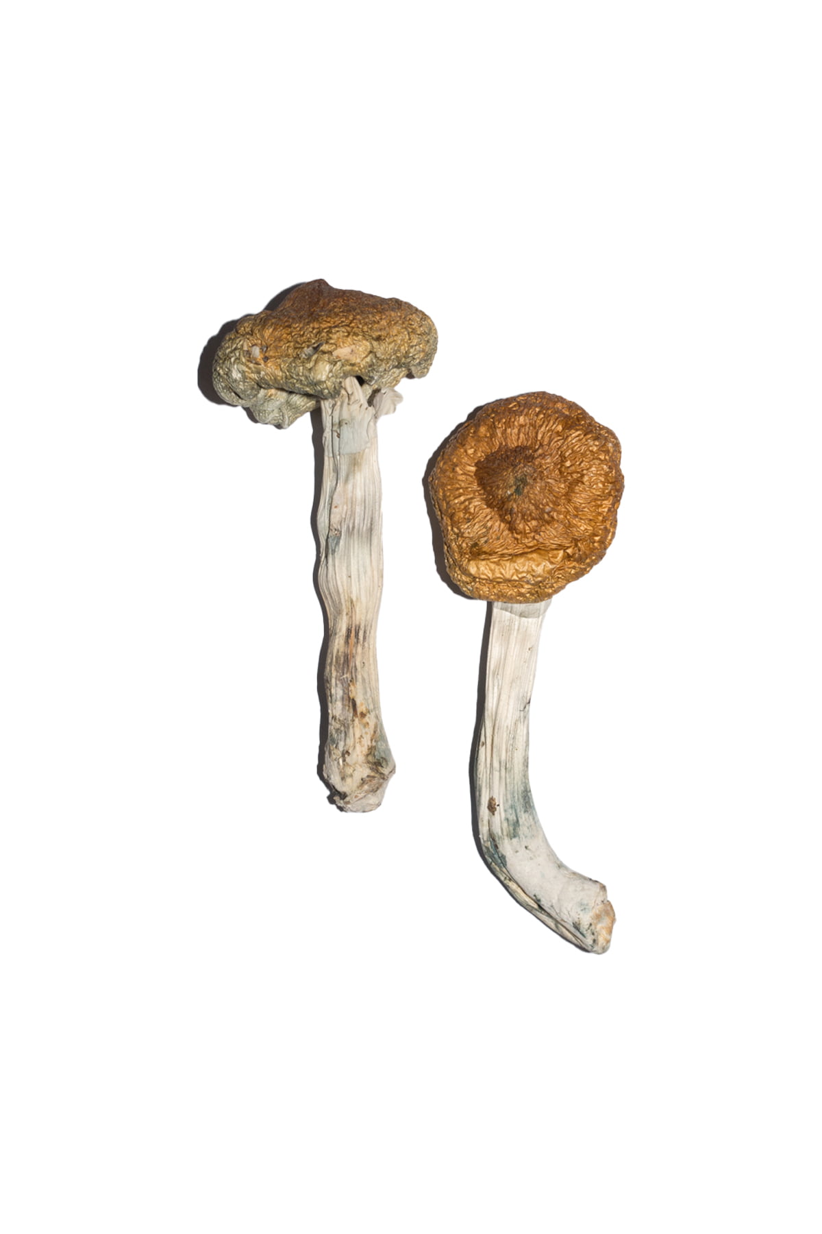 vietnamese-magic-mushrooms.jpg Buy Vietnamese Magic Mushroom for Psychedelic Use USA & Europe