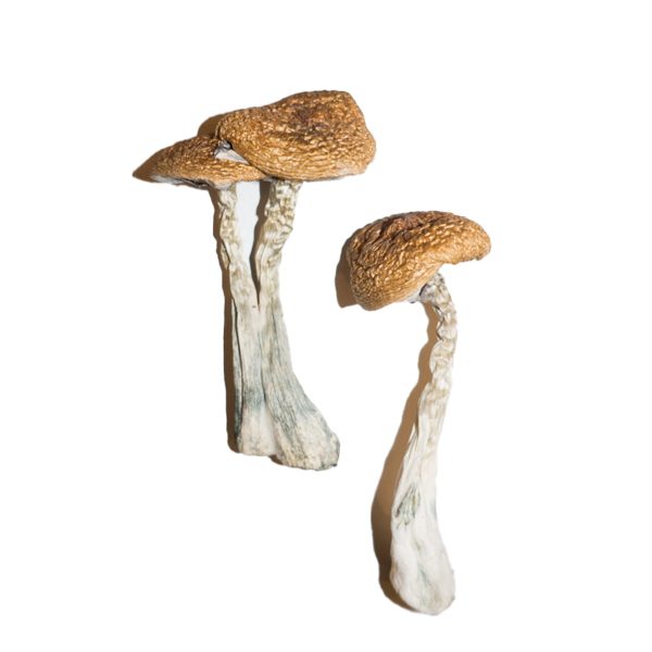 Buy Wavy Cap Magic Mushroom for Psychedelic Use USA & Europe