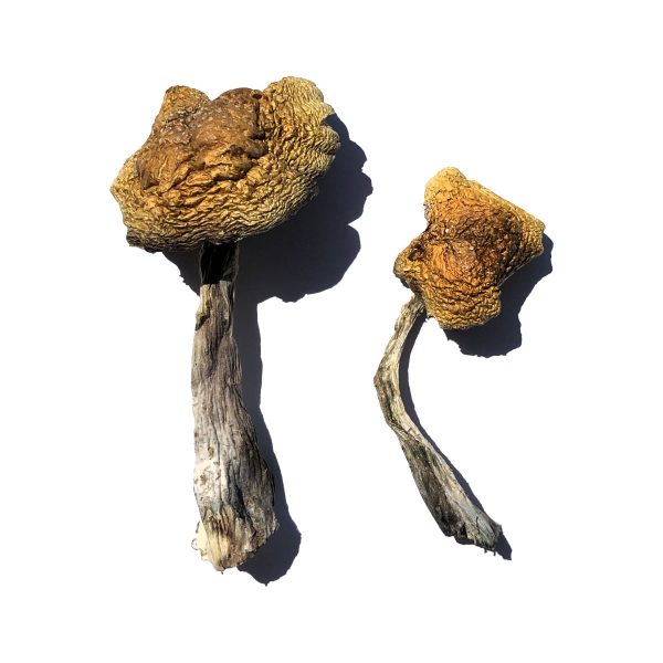 Buy Wollongong Magic Mushroom for Psychedelic Use USA & Europe