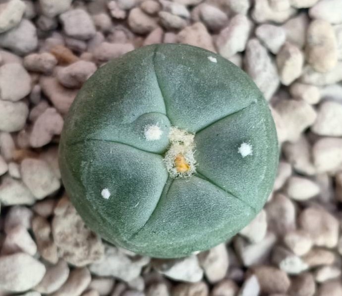 lophophora-alberto-vojtechii-san-luis-potosi-2-to-25cm.jpg