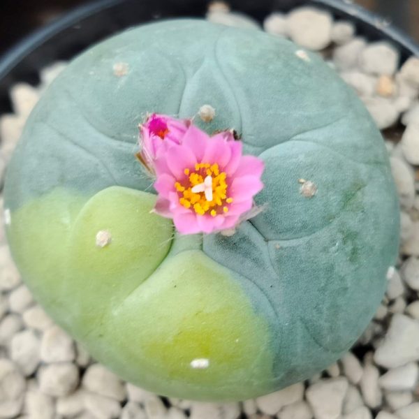 Lophophora Fricii Variegated