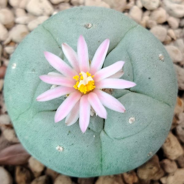 Lophophora Fricii variety Coahuila El Amparo