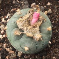 Lophophora Williamsii variety Coahuila Hipolito