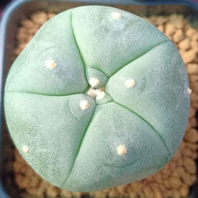lophophora-williamsii-variety-ogata-25-to-3cm-cactus-plant.jpg