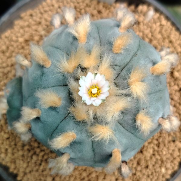 Lophophora Williamsii variety Ogata