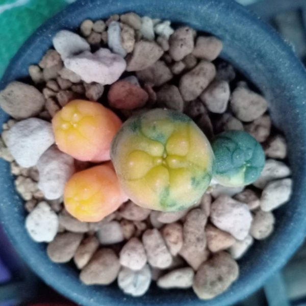 L.W Caespitosa Variegata