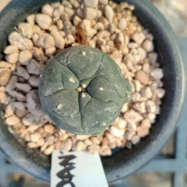 L.W Jourdaniana plant 2.5 cm