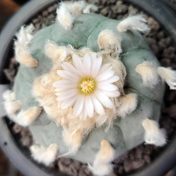 L.W Texas county variety El Paso