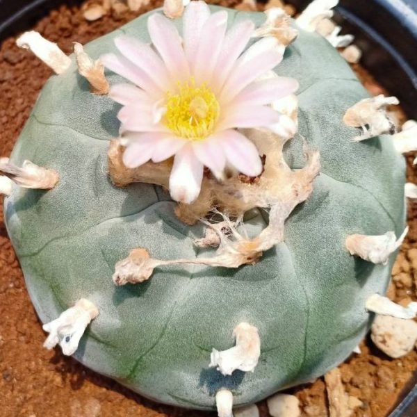 L.W Texas county variety Rio Pecos