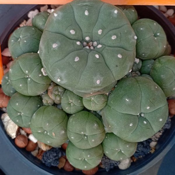 L.W variety Caespitosa in 8cm diameter pot