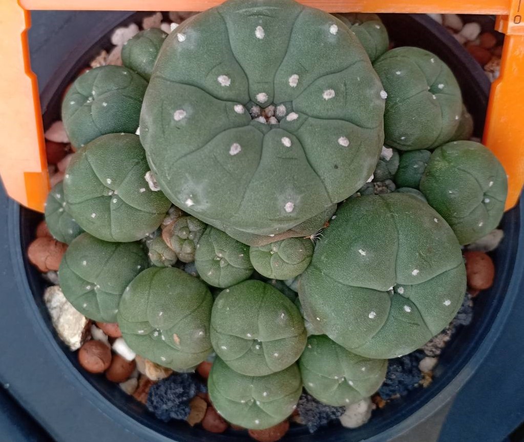 lw-variety-caespitosa-in-8cm-diameter-pot.jpg