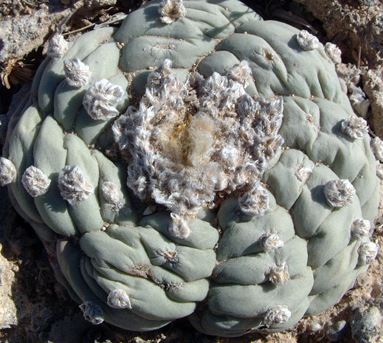 L.W variety Est Marte