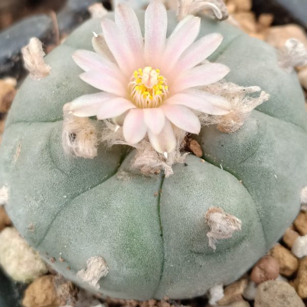 L.W variety La Norias Del Jesus