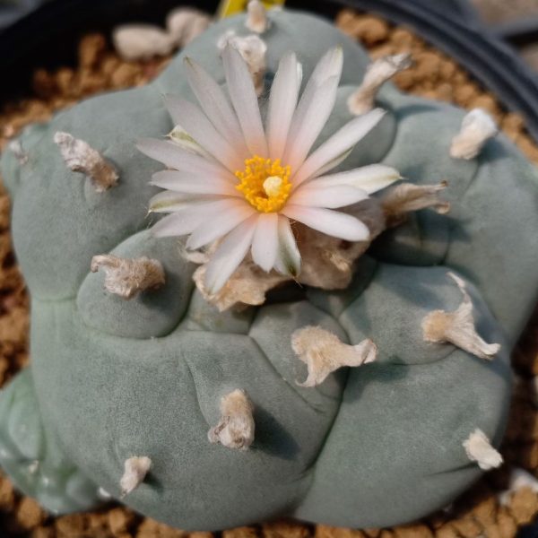 L.W variety Pentagona