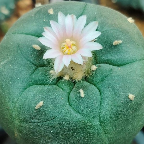 L.W variety Rancho El Negro Chihuahua