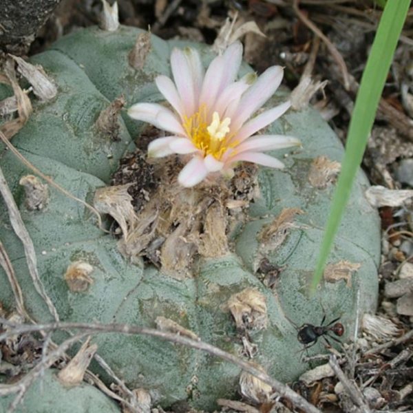 L.W variety Sandia El Grande