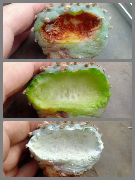 Peyote rot and prevention-1 bottle 100cc