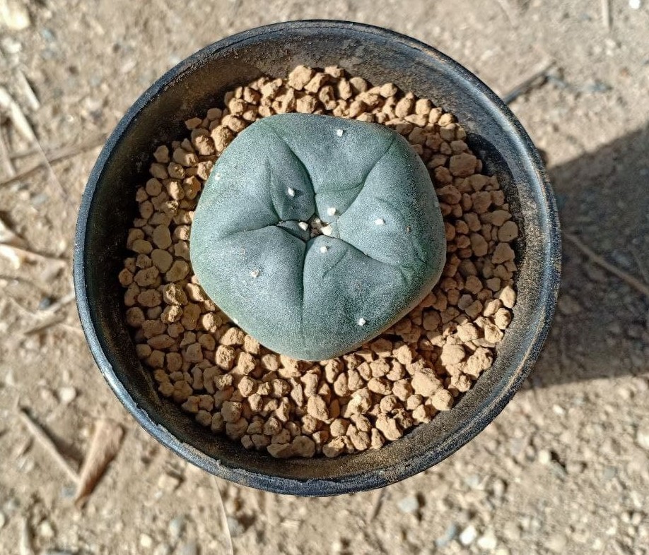 pot-special-lophophora-small-size.jpg